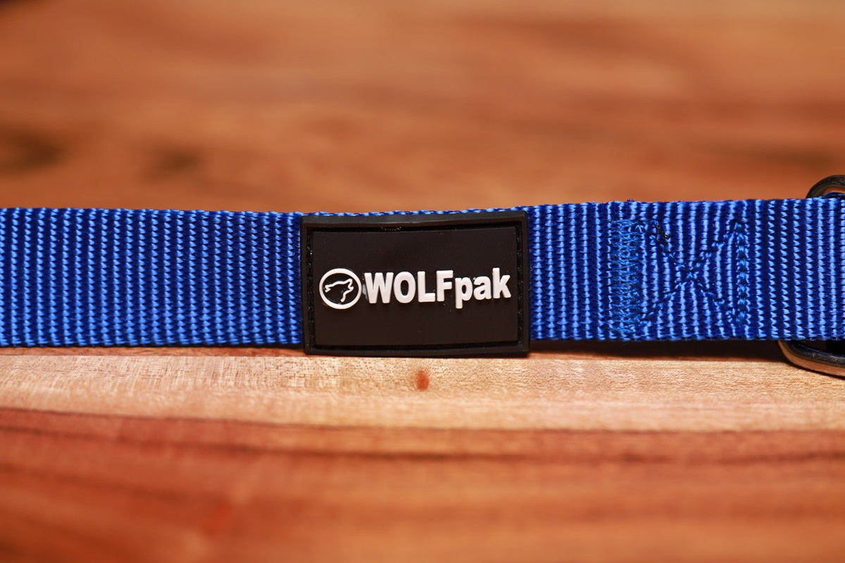 Adjustable Nylon Dog Collar Champion Blue - Image 2